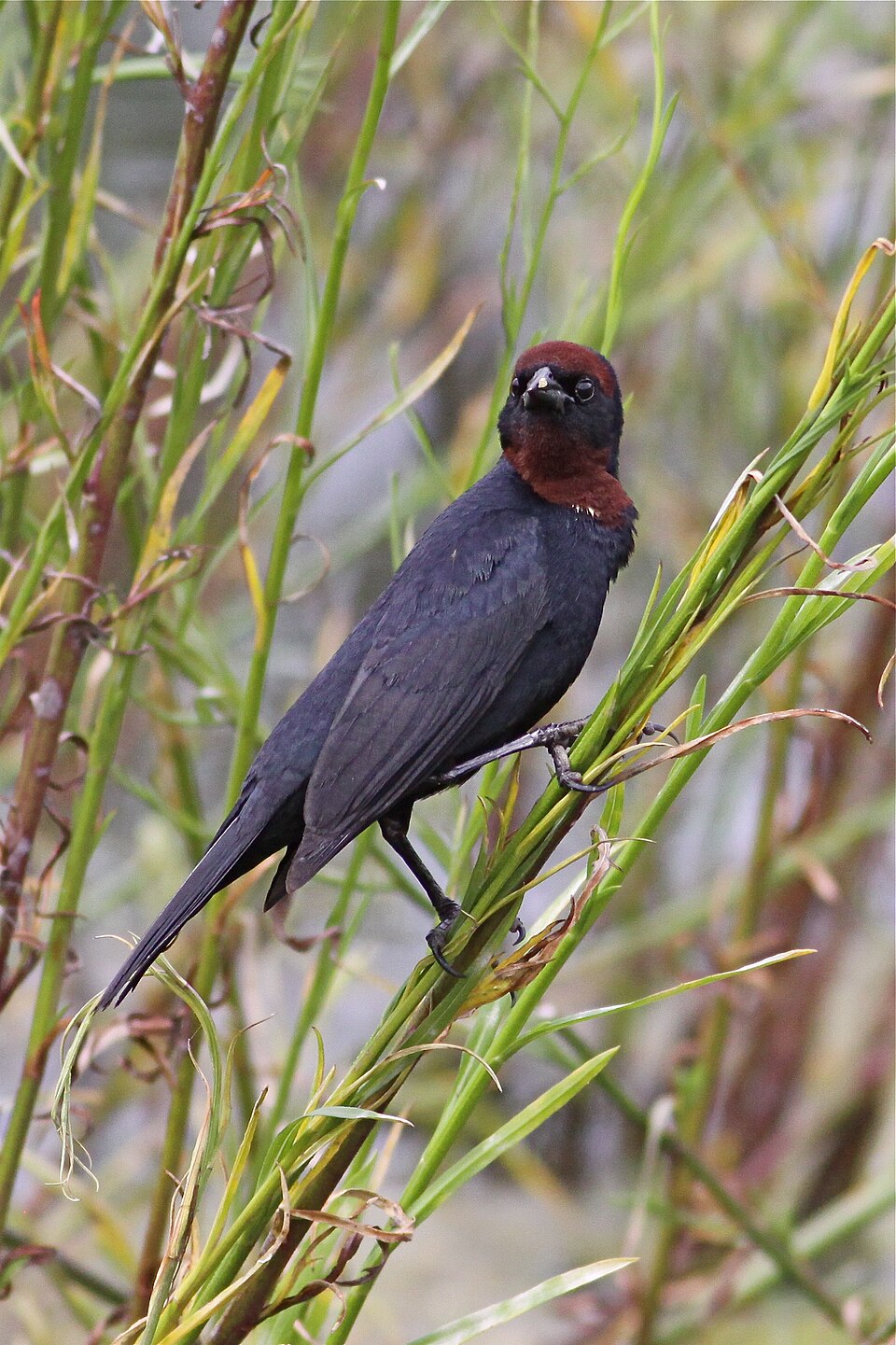 Chestnut-capped Blackbird