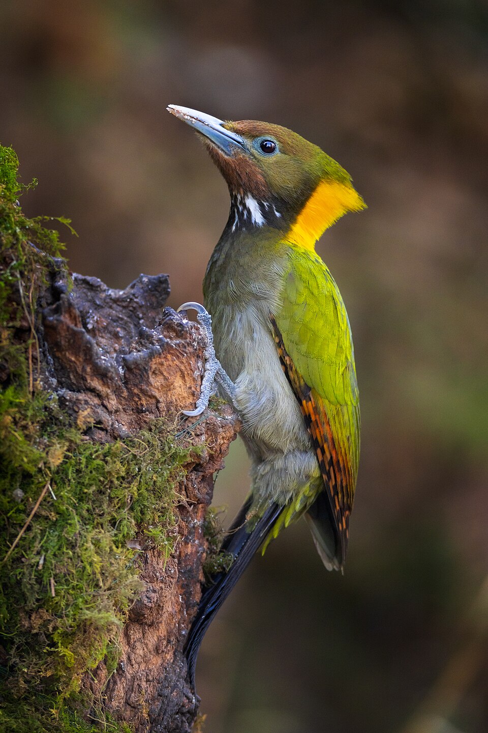 Greater Yellownape