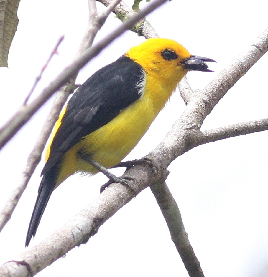 Black-and-yellow Tanager