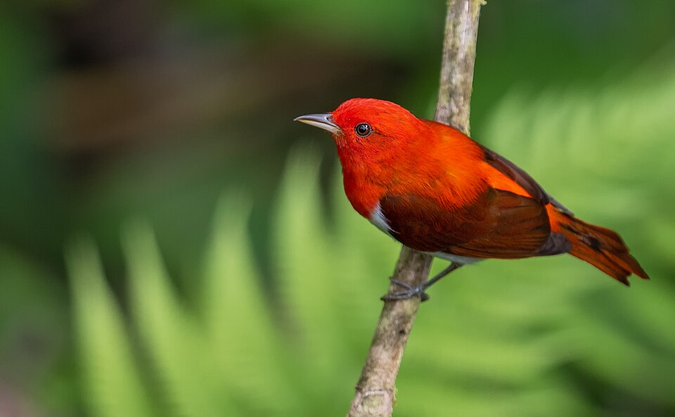 Scarlet-and-white Tanager