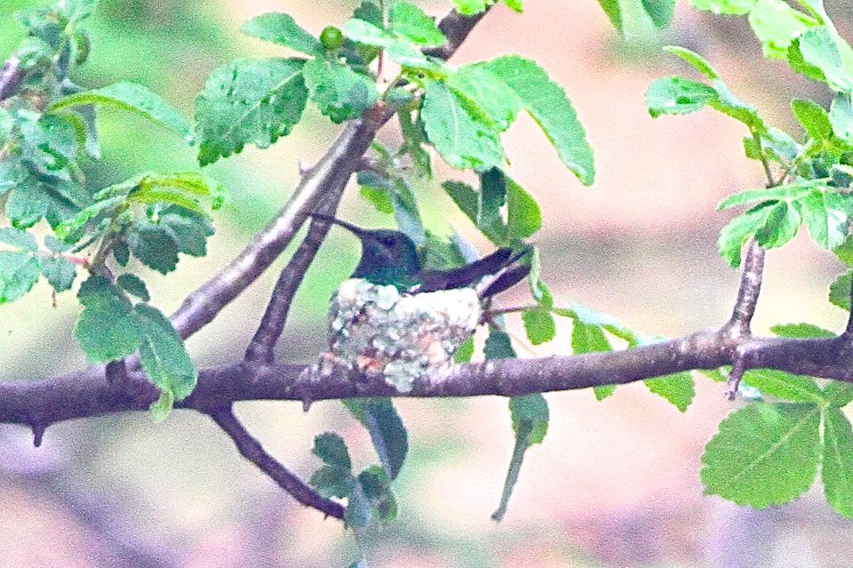 Shining-green Hummingbird
