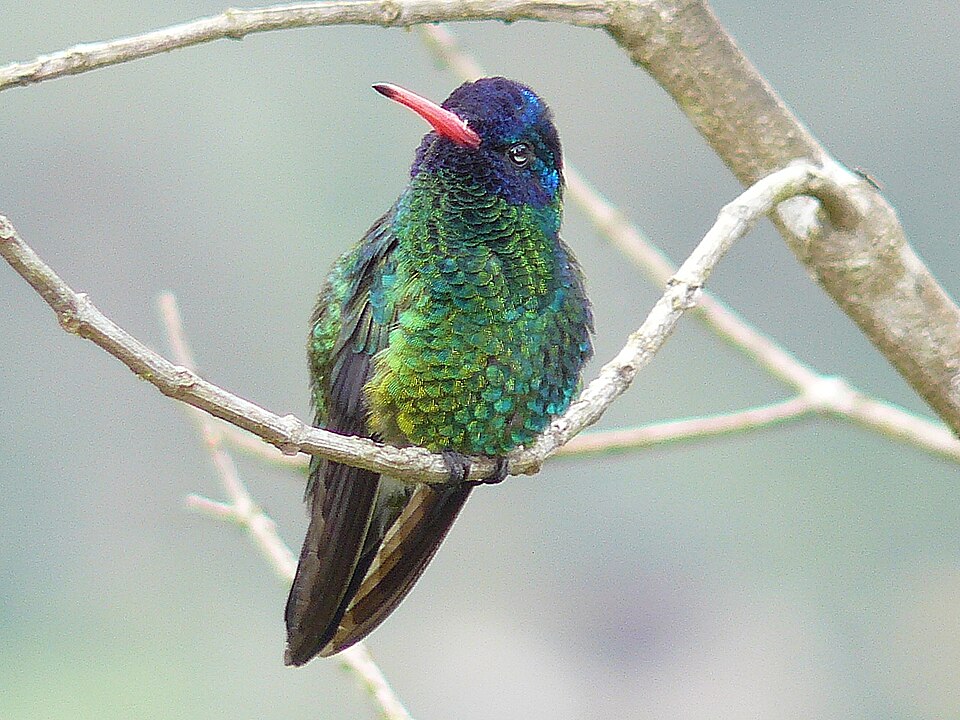 Blue-headed Sapphire