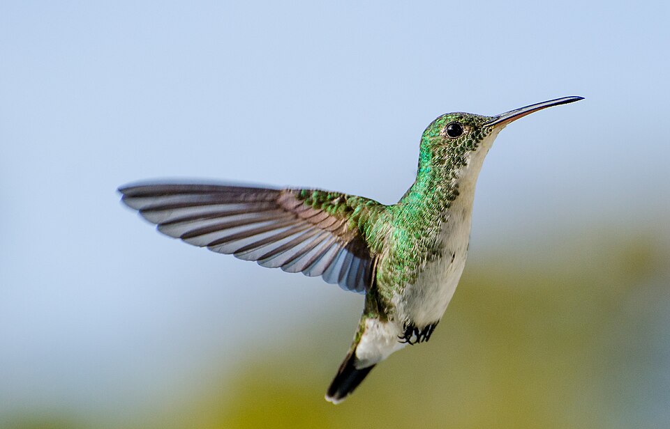 Plain-bellied Emerald