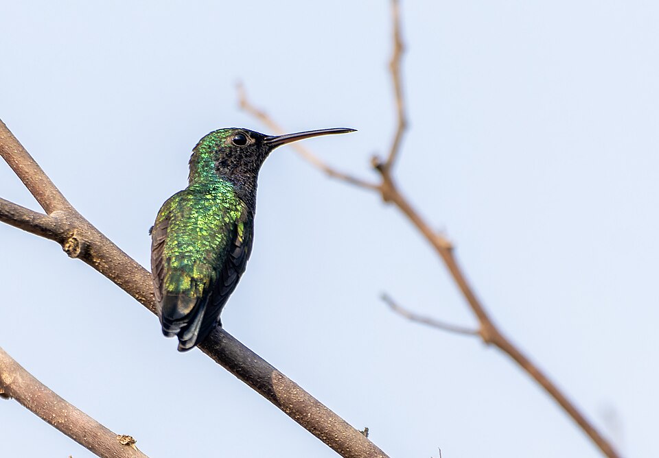 Sapphire-bellied Hummingbird