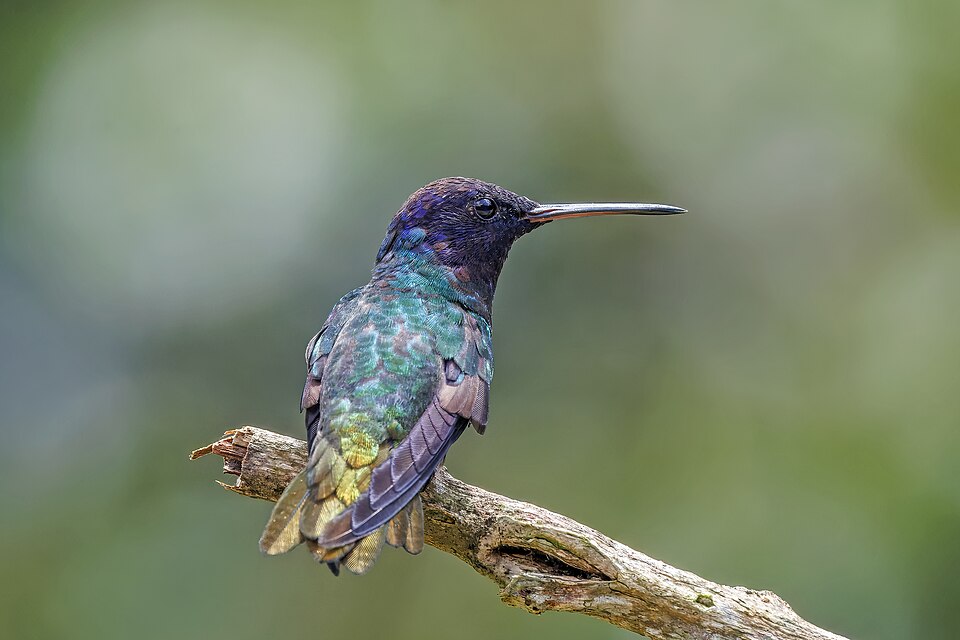 Golden-tailed Sapphire