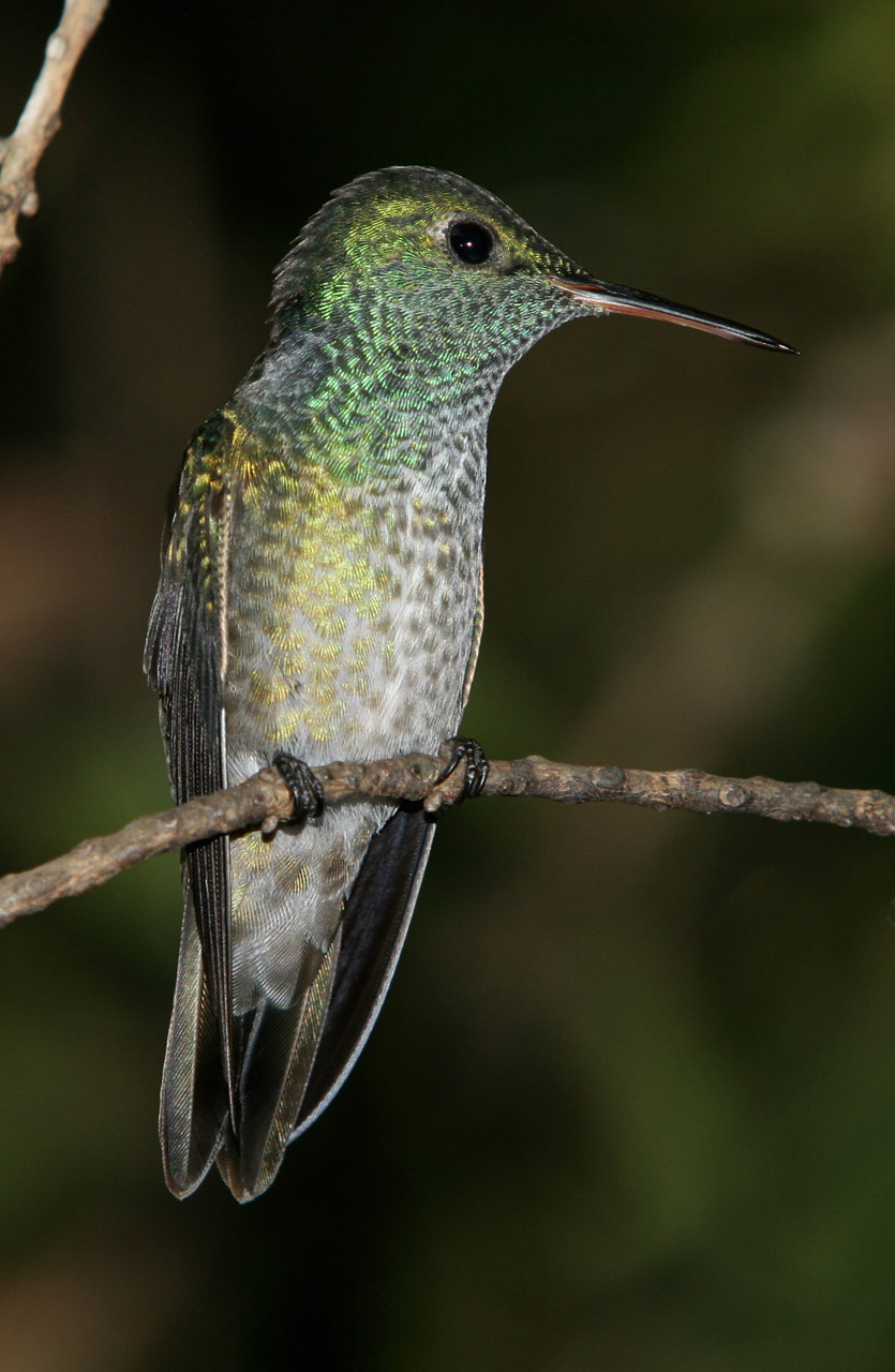 Versicolored Emerald