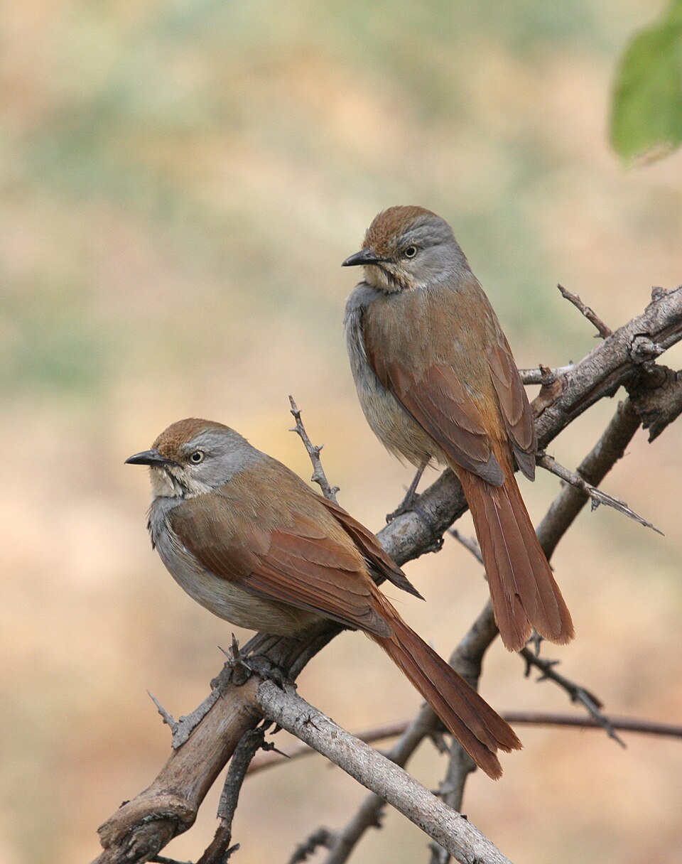 Collared Palm Thrush