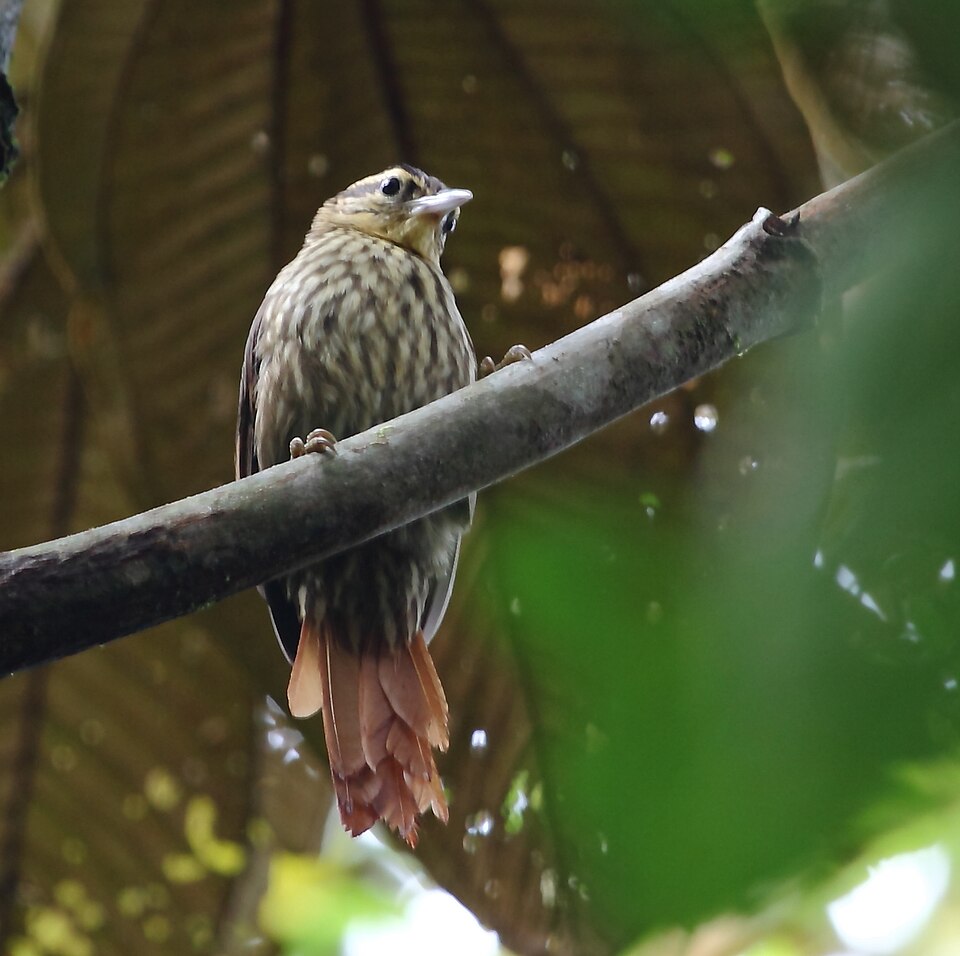 Pale-browed Treehunter