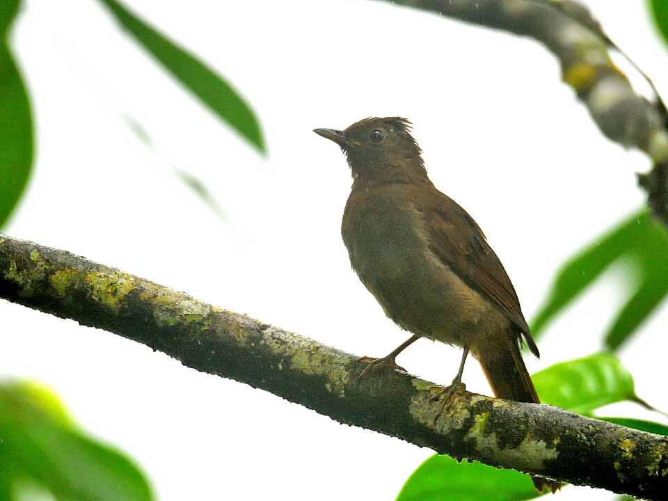 Rufous-brown Solitaire