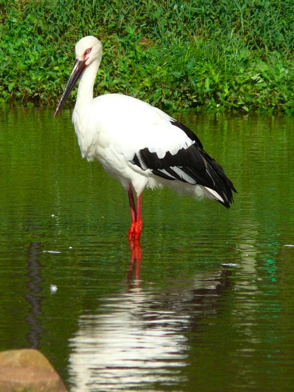 Oriental Stork