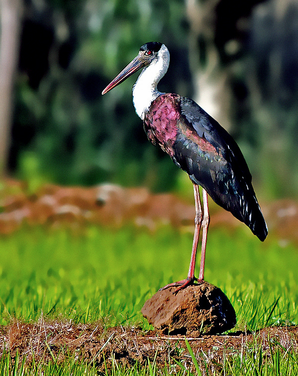 Woolly-necked Stork