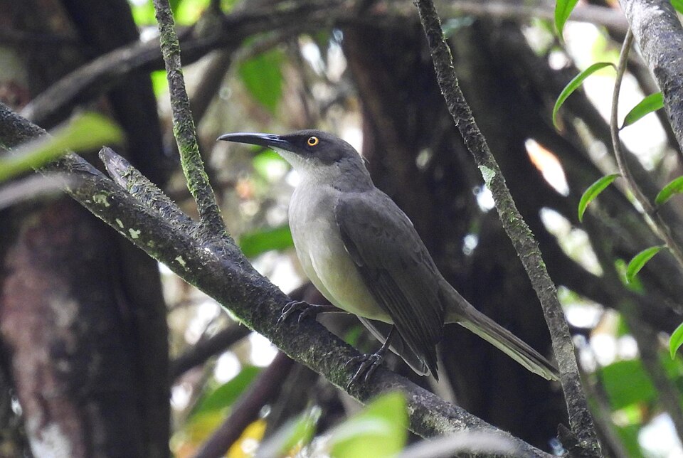 Grey Trembler