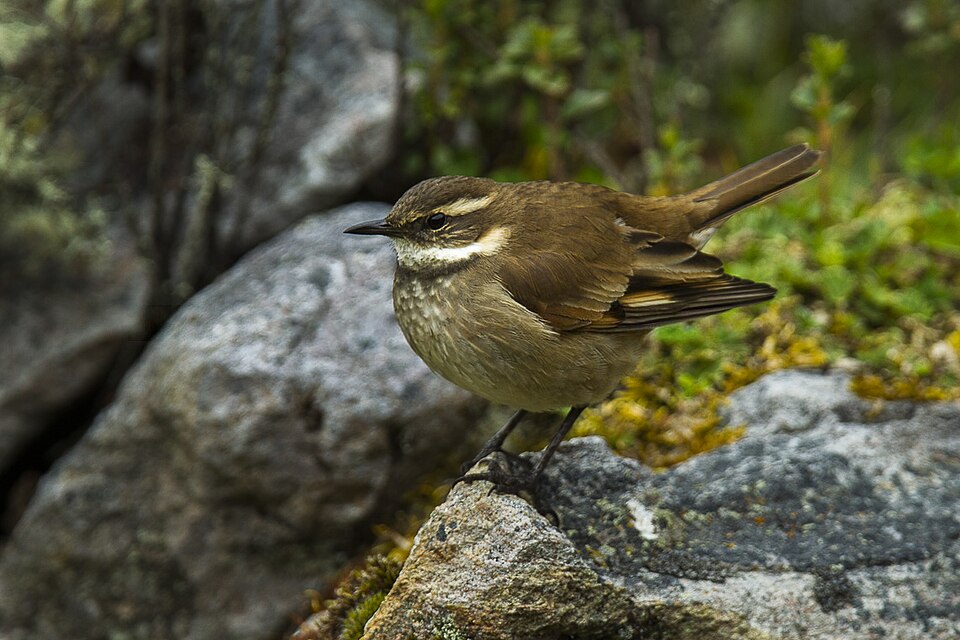 Chestnut-winged Cinclodes