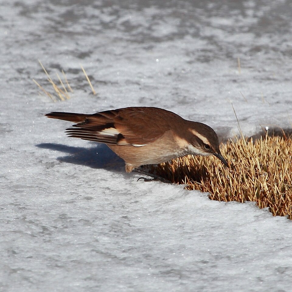 White-winged Cinclodes