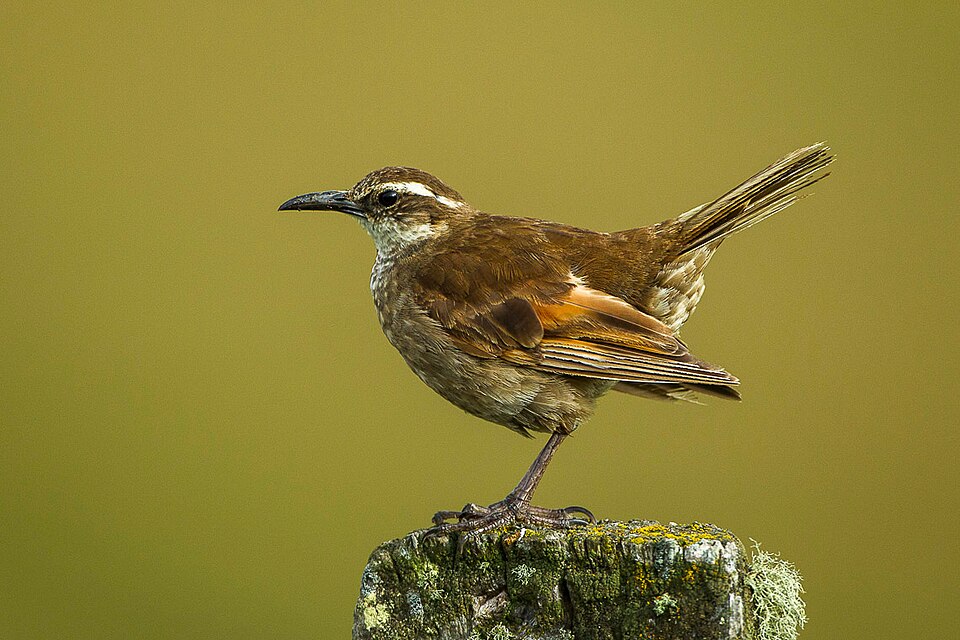 Stout-billed Cinclodes