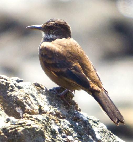 Chilean Seaside Cinclodes