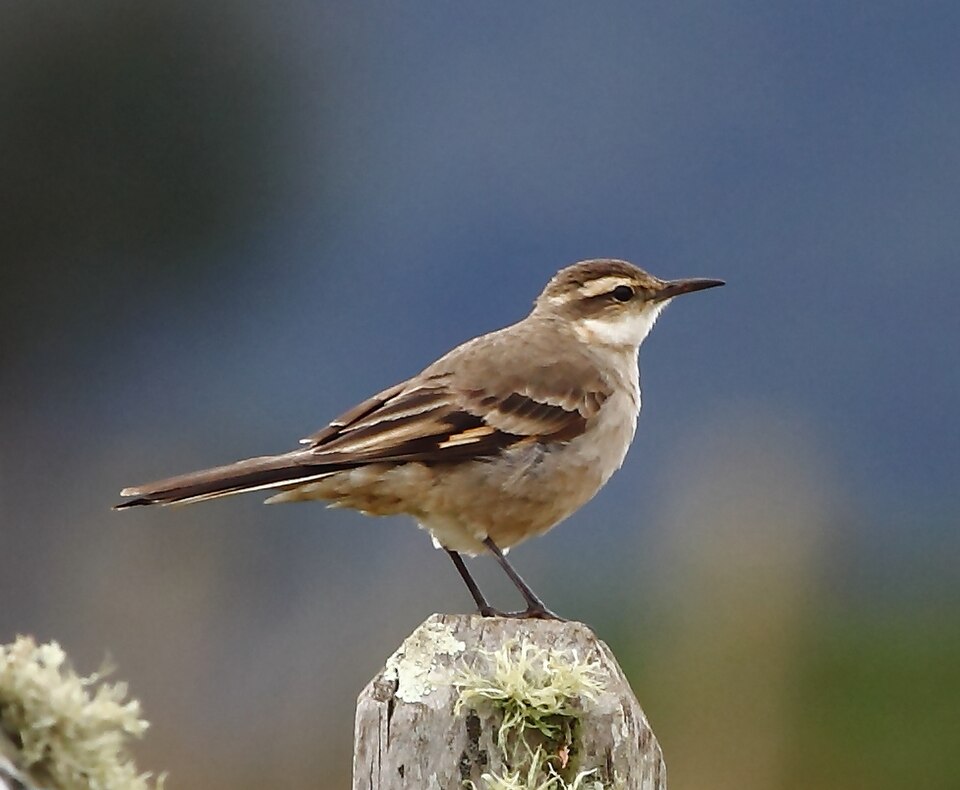 Long-tailed Cinclodes