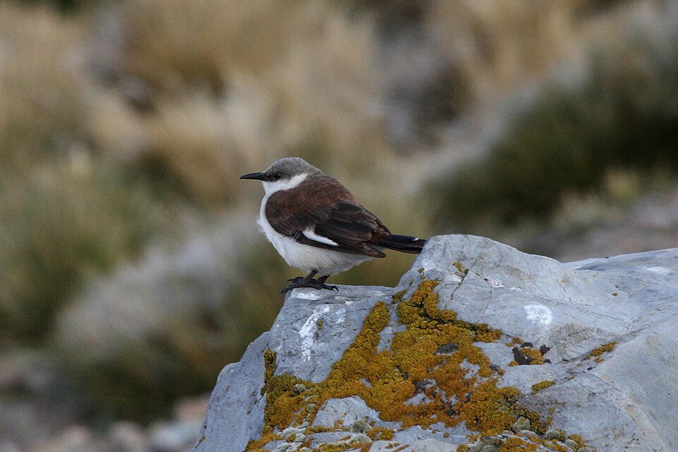 White-bellied Cinclodes
