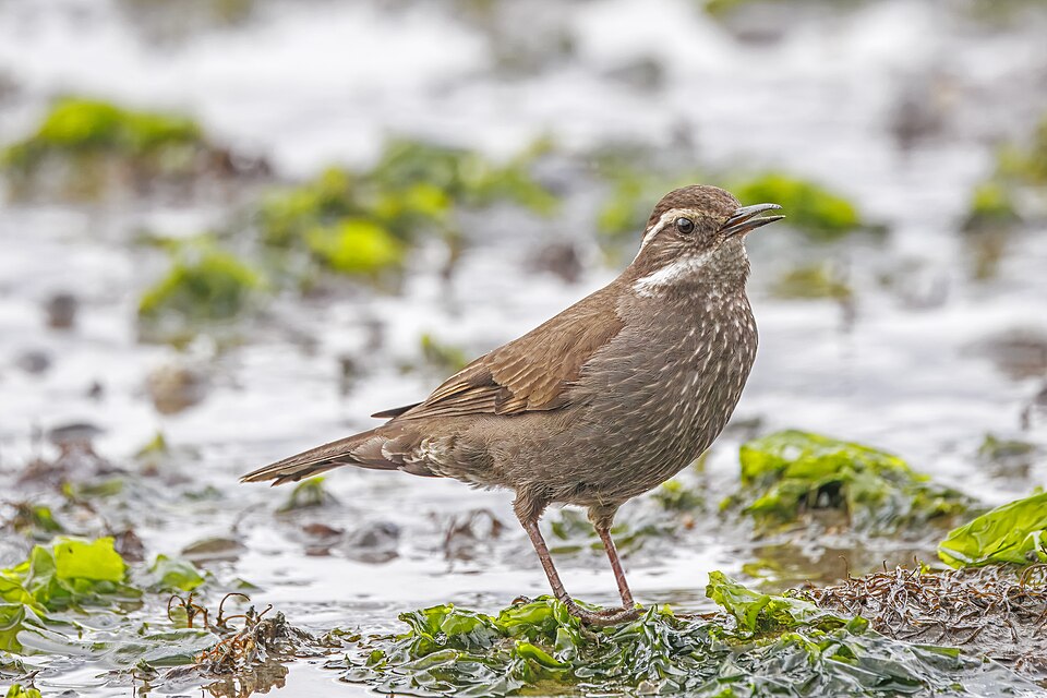 Dark-bellied Cinclodes