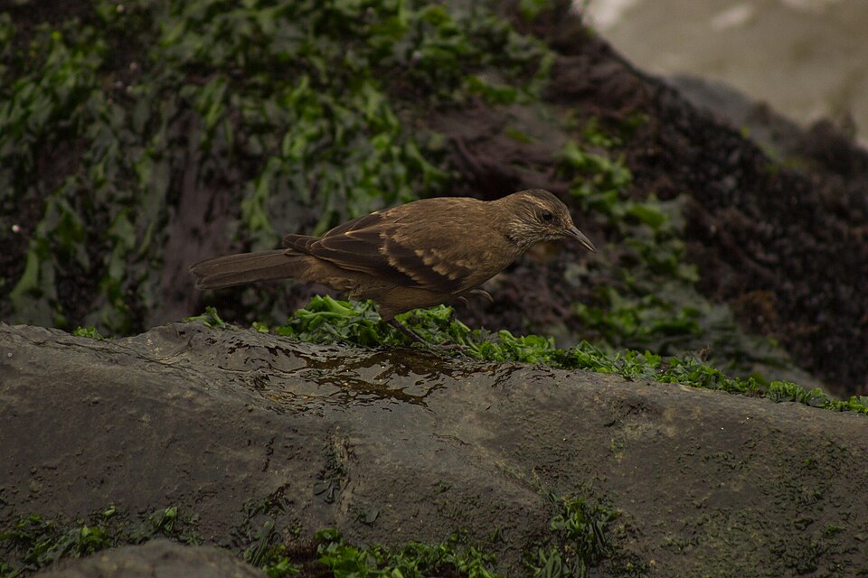 Peruvian Seaside Cinclodes