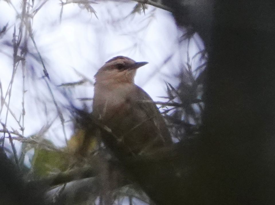 Buff-banded Thicketbird