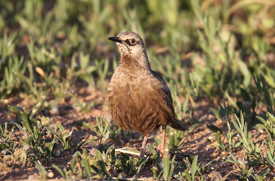 Brown Songlark