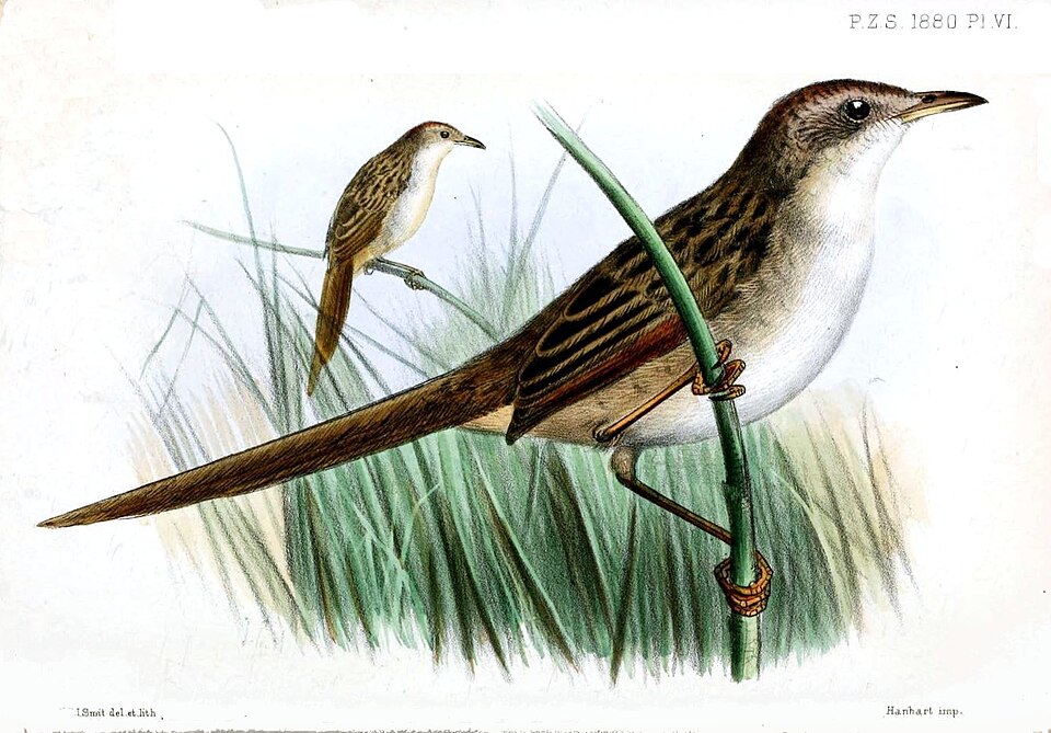 Papuan Grassbird