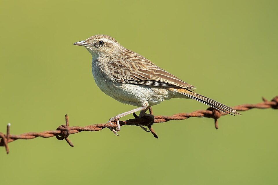 Rufous Songlark