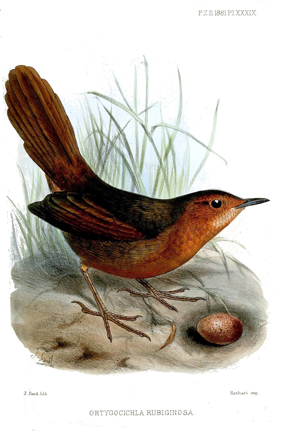 Rusty Thicketbird
