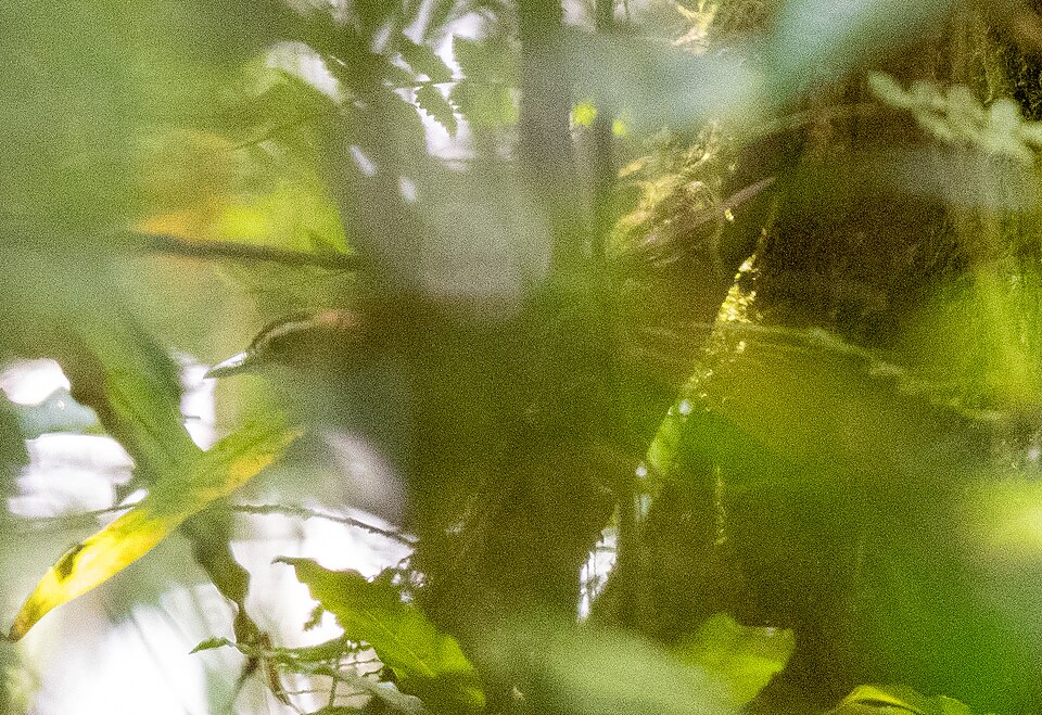 Long-legged Thicketbird