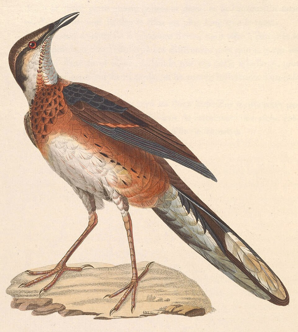 Painted Quail-thrush