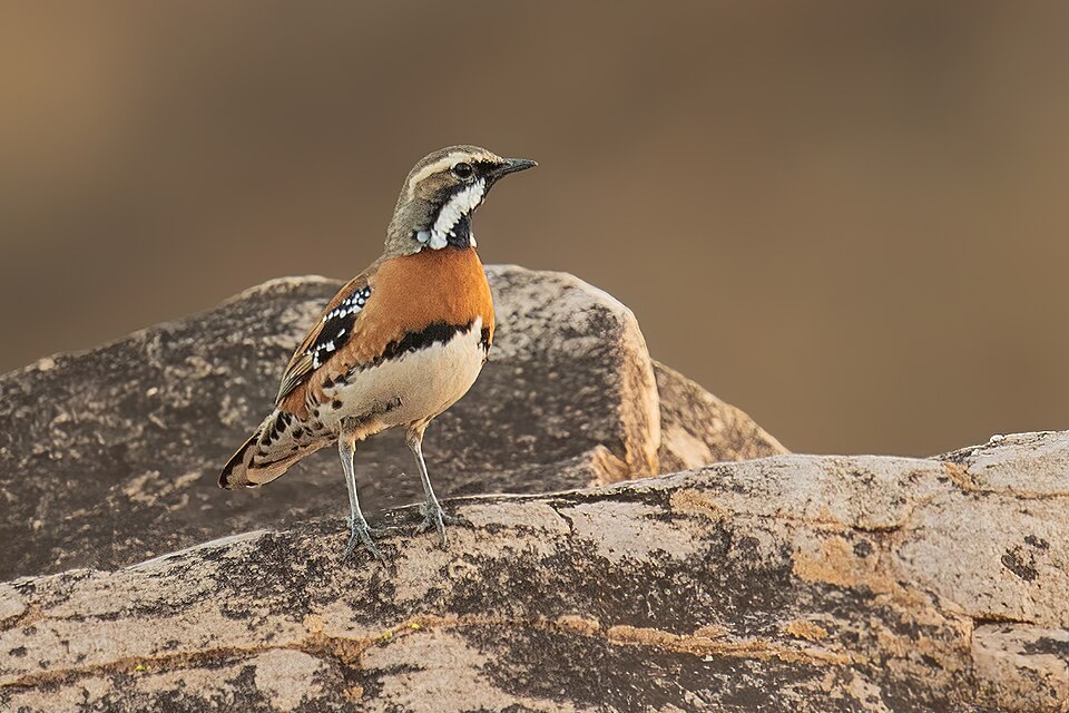 Chestnut-breasted Quail-thrush