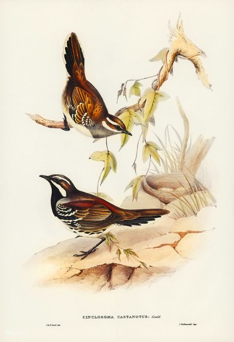Chestnut Quail-thrush