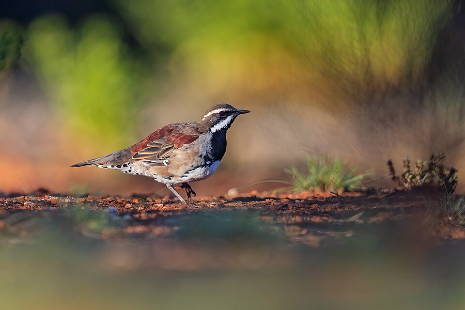 Copperback Quail-thrush