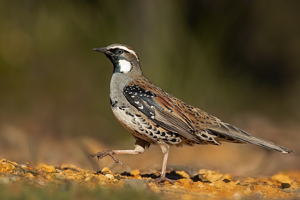 Spotted Quail-thrush
