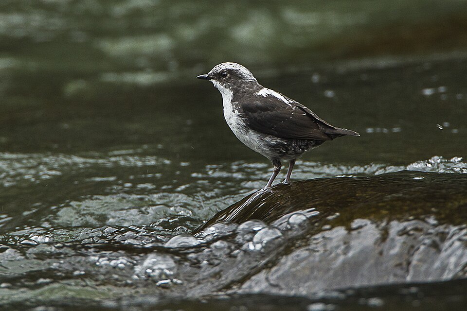 White-capped Dipper