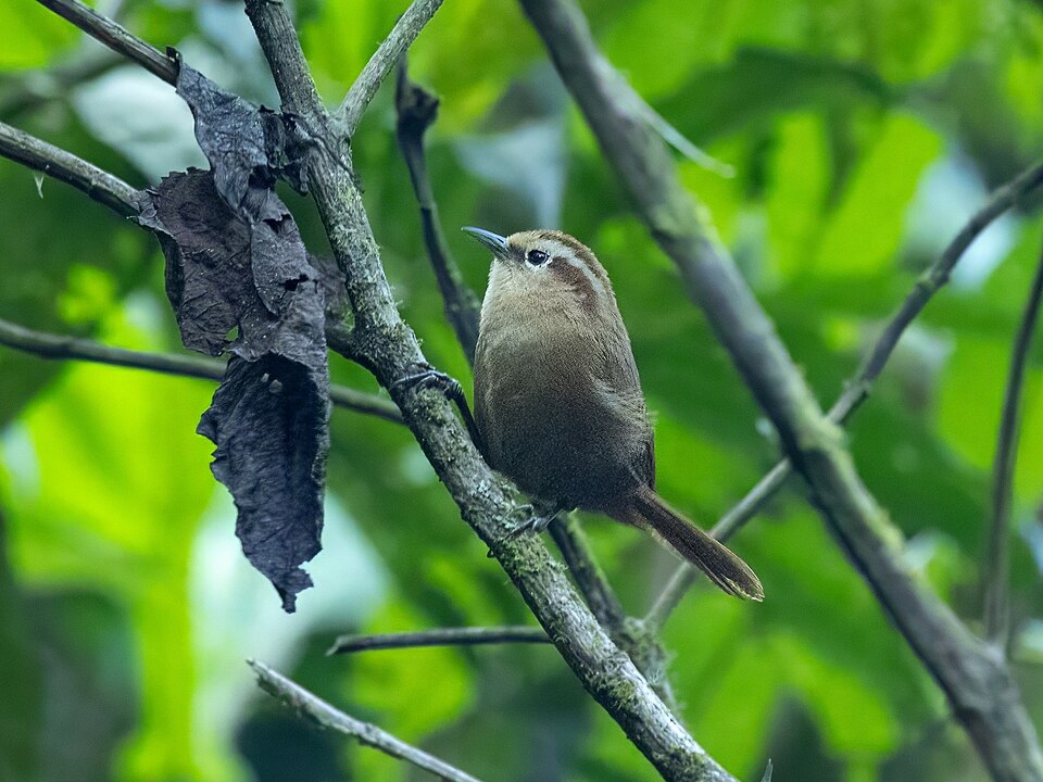 Fulvous Wren