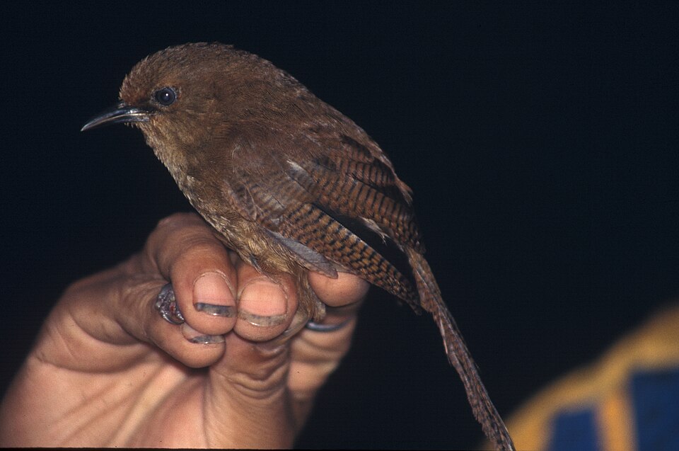 Sepia-brown Wren