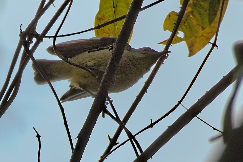 Bates's Sunbird