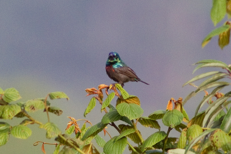 Orange-tufted Sunbird
