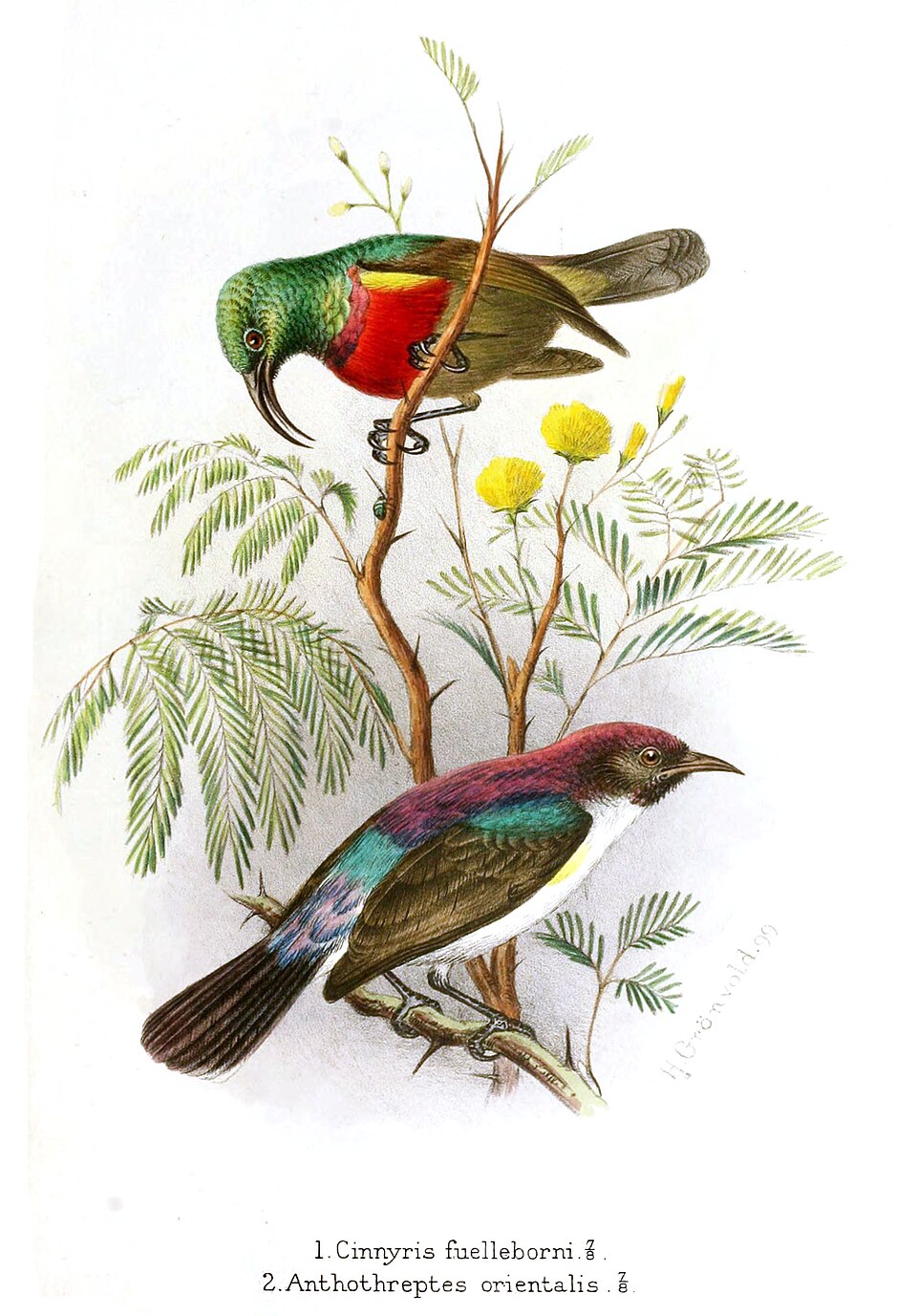 Forest Double-collared Sunbird