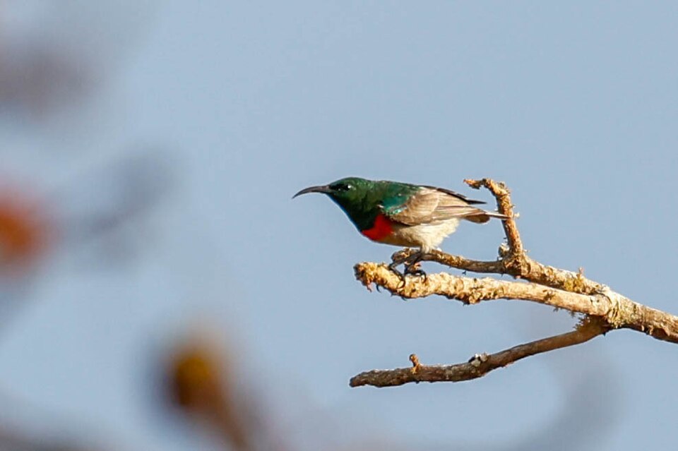 Western Miombo Sunbird