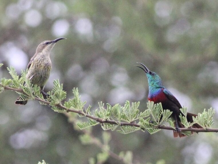 Hofmann's Sunbird