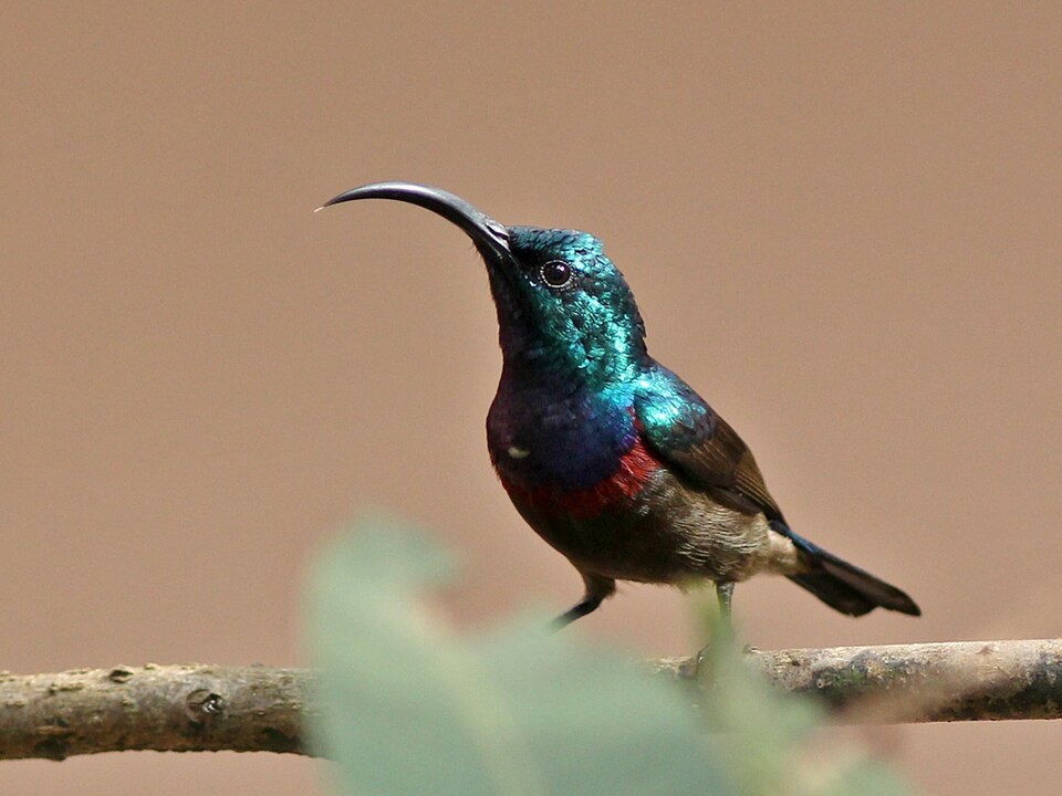 Loten's Sunbird