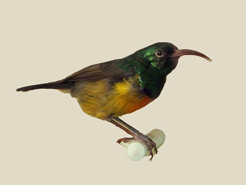Loveridge's Sunbird