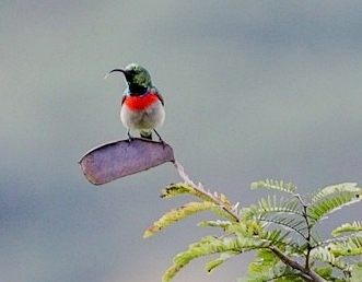 Eastern Miombo Sunbird