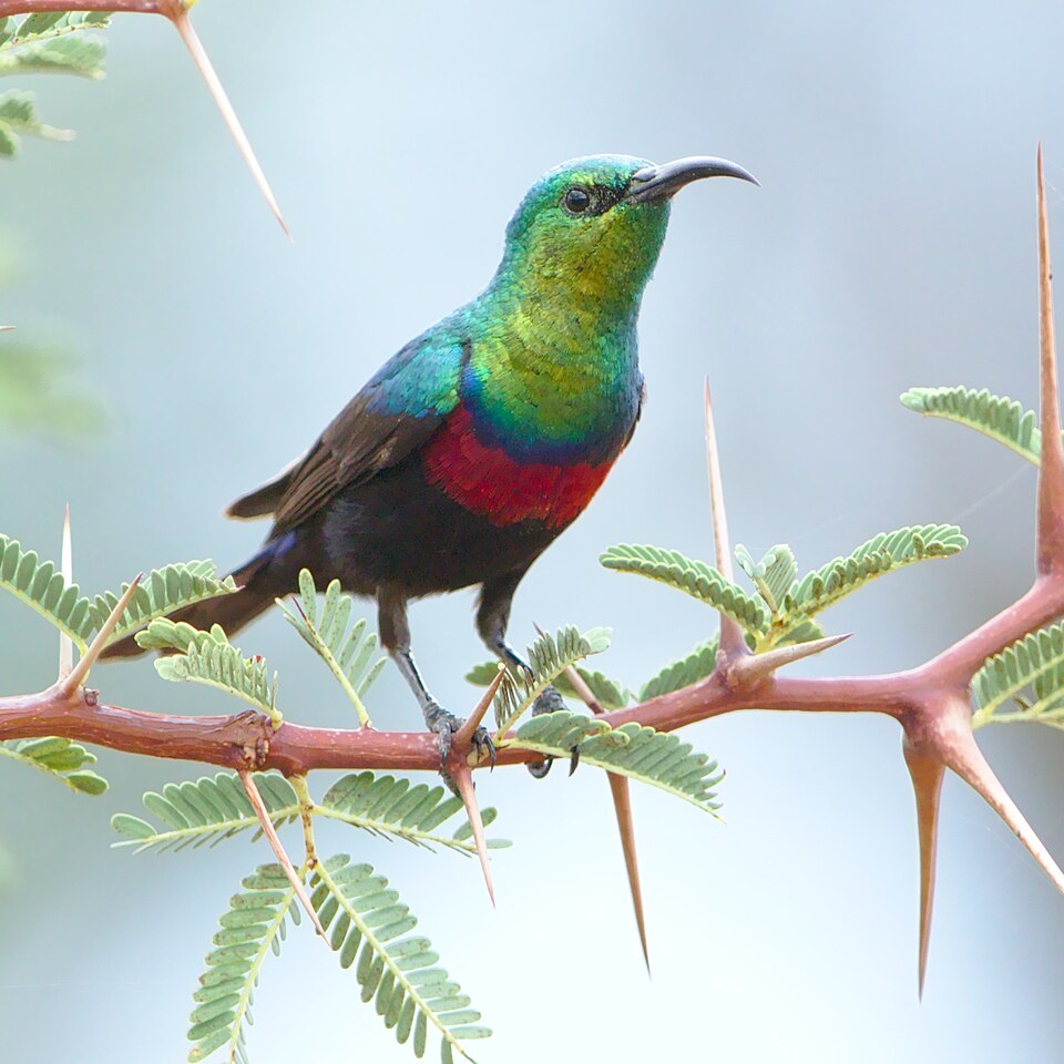 Marico Sunbird