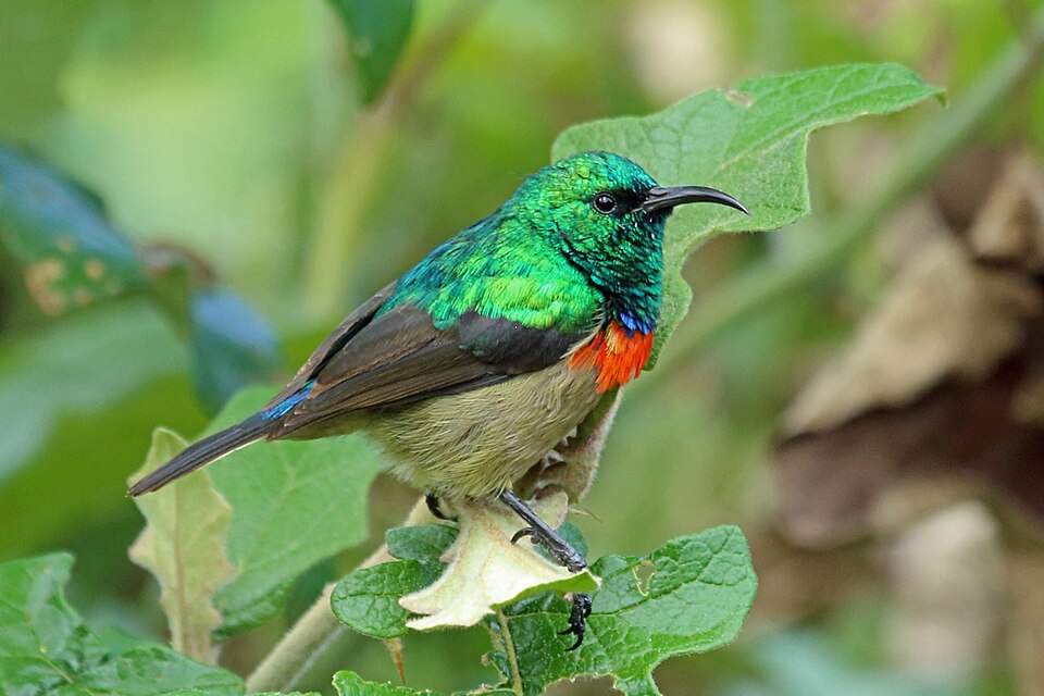 Moreau's Sunbird