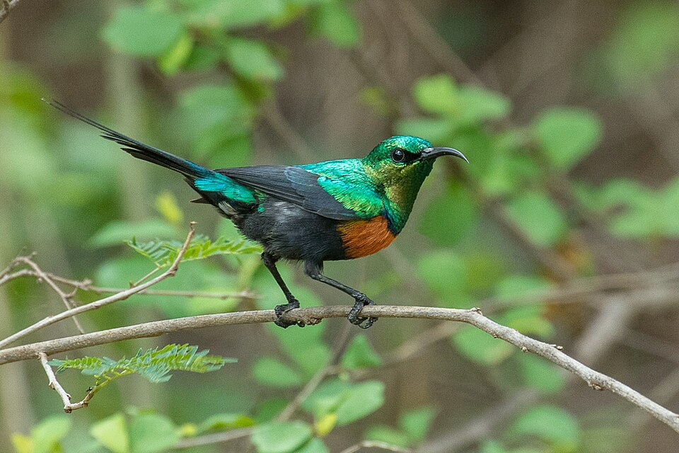 Black-bellied Sunbird