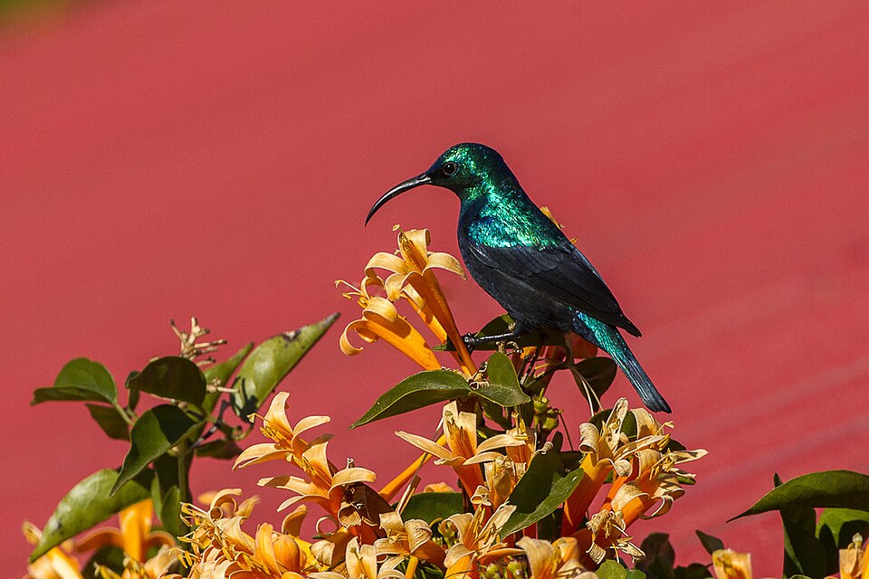 Malagasy Green Sunbird